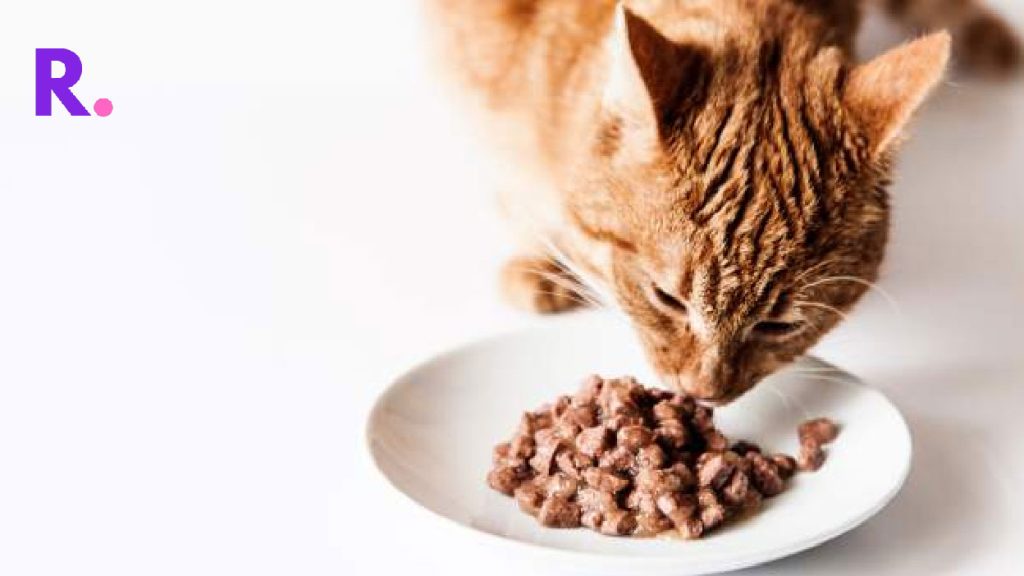 recipes for cat food
